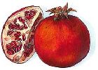 pomegranite.jpg
