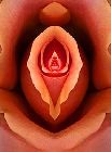 peintures/rose-yoni.TN__.jpg